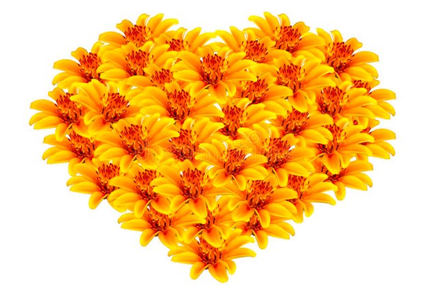 beautiful-yellow-flowers-heart-shaped-flower-white-background-31422367.jpg