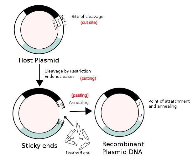 Recombinant_formation_of_plasmids-.jpg