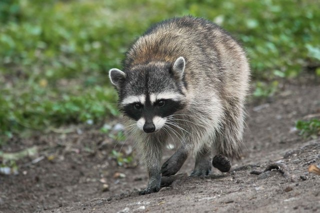 Racoon at Neary.jpg