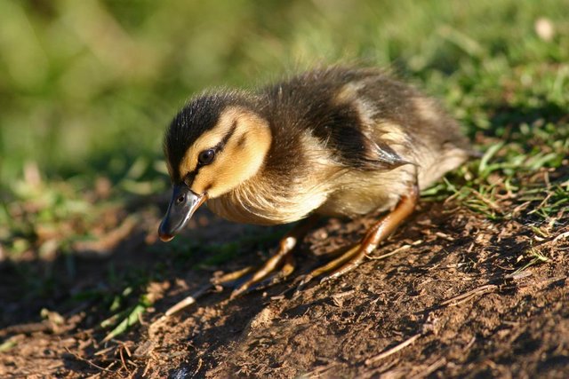 Happy List Duckling.jpg