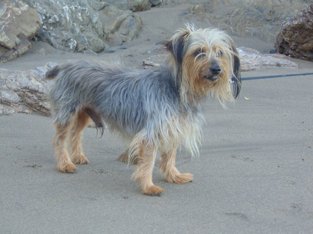 Foster on the Beach LG.JPG