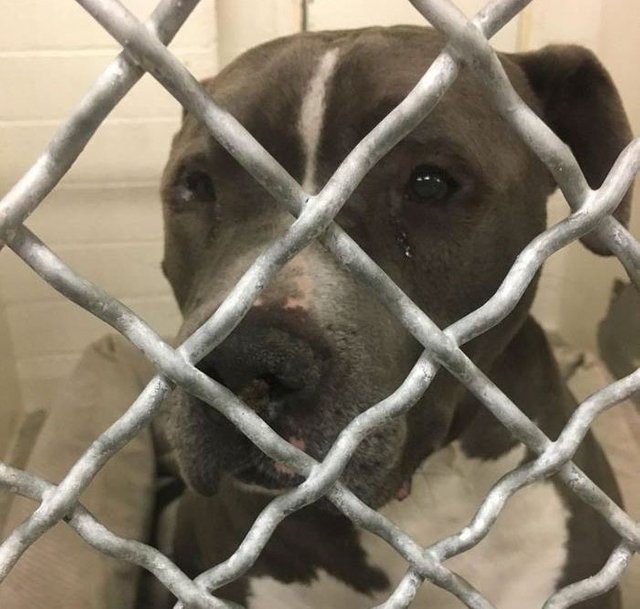 blue-king-pitbull-crying-shelter-jennifer-mckay-15.jpg