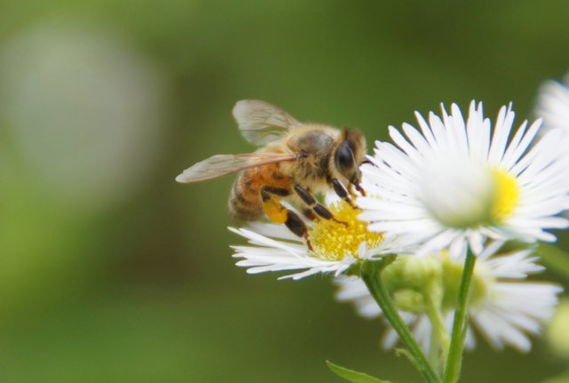 bee111_00011.jpg