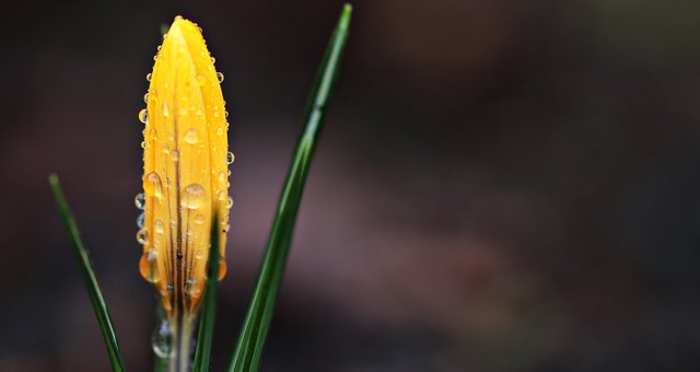 crocus-2145543_1920.jpg