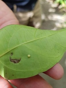 29693236_1779525732100078_684496540_o (1).jpg