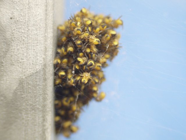 23696172103 - garden spiderlings before heading out into the big.jpg