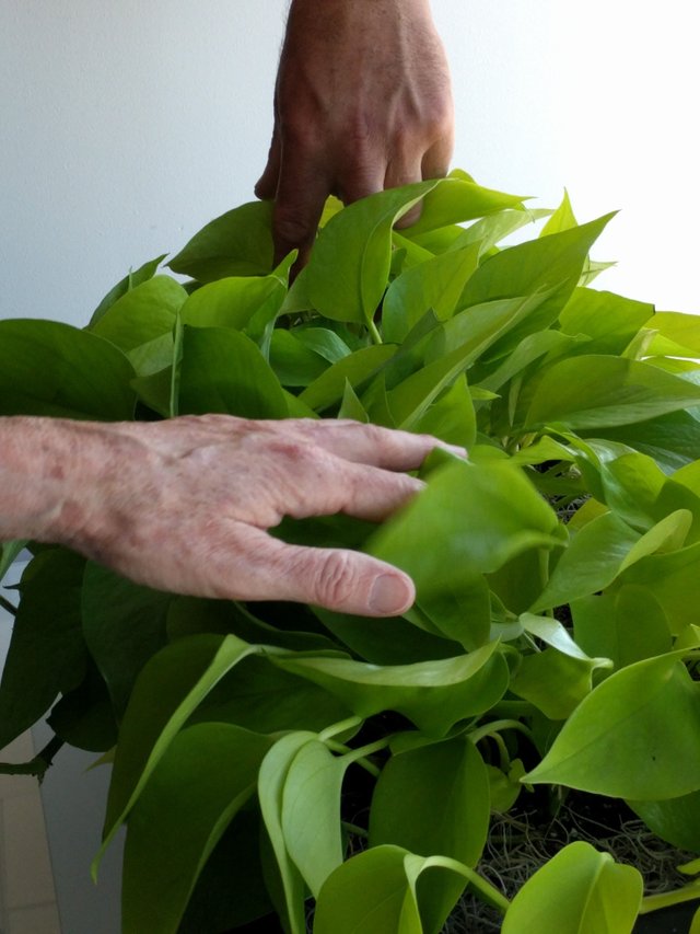 Greens42334.jpg