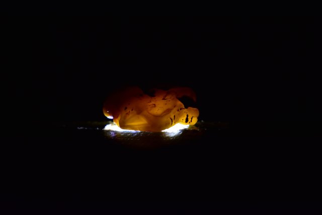 DSC_0460.JPG