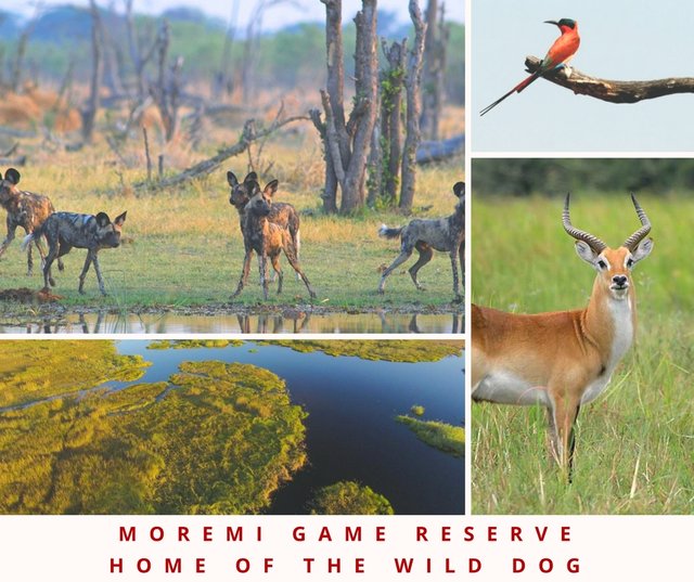 Moremi Game Reserve FB.jpg