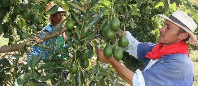 agricultura-aguacate-cultivo-ar-640x280-17072013.jpg