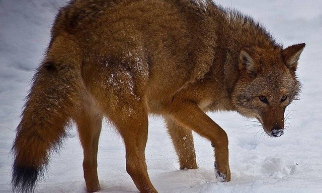 Coywolf (Coyote +Wolf).jpg