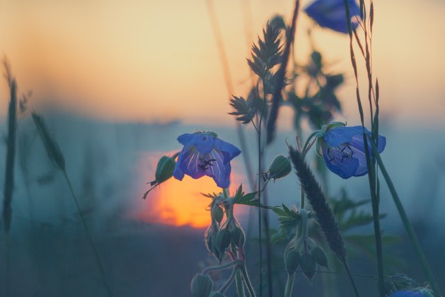 Flower and Sunset.jpg