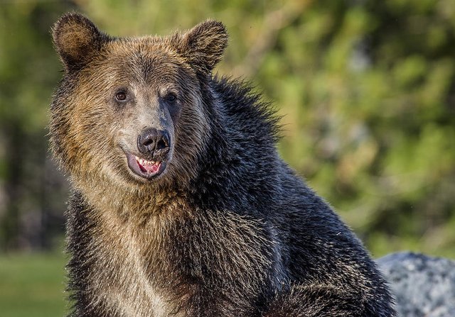 smiling-grizzly-greg-nyquist.jpg