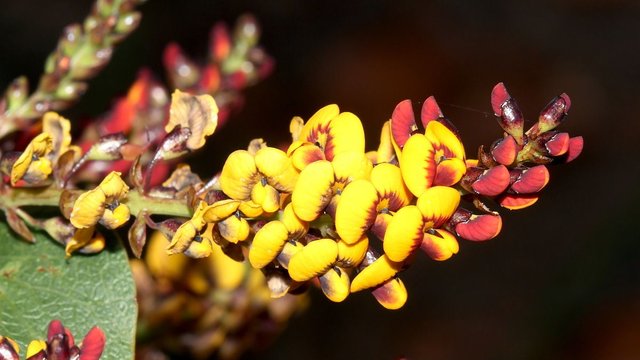 Daviesia latifolia n1 Hop Bitter-pea HSOCA Latrobe Tas 2017-10-26.jpg