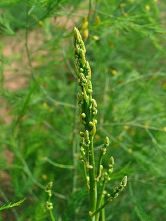 AsparagusOfficinalis2.jpg