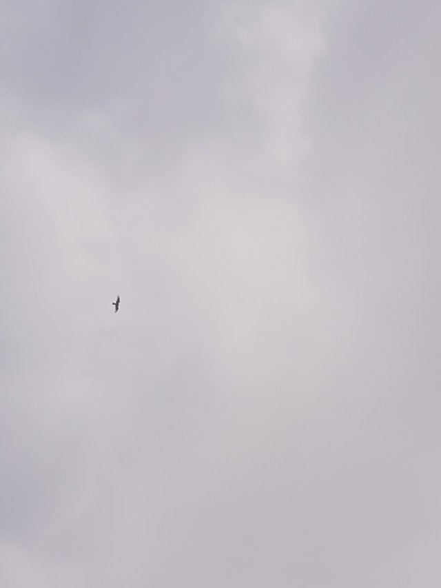 IMG_20180502_110803.jpg
