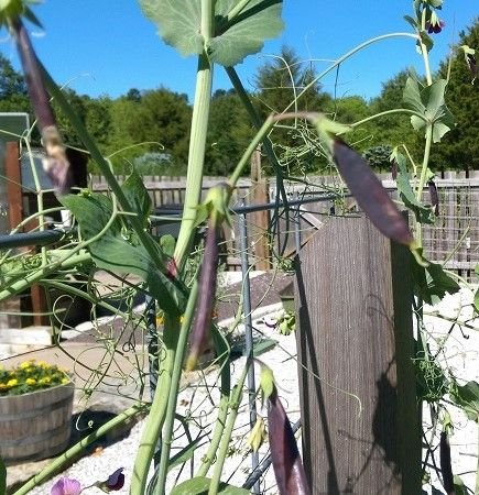 purple podded peas.jpg