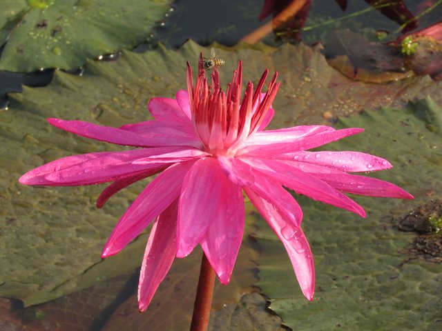 6. JvN Nymphaea (Waterlily)  and Bee 2.JPG