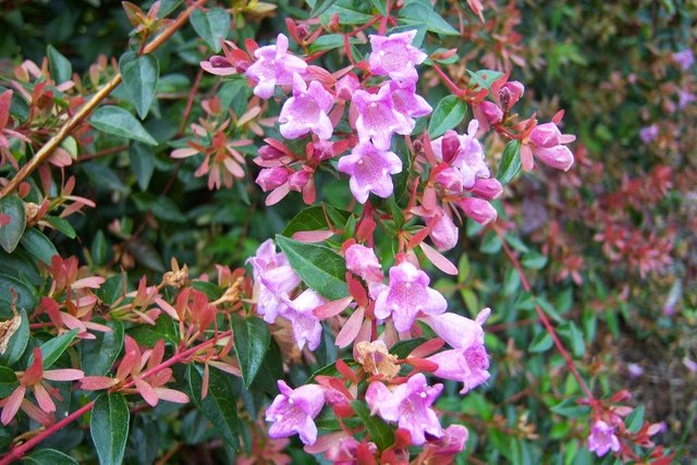 Abelia Grandiflora Stock Photos And Images Agefotostock