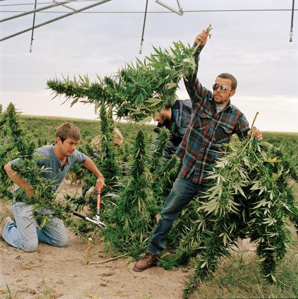 01-marijuana-farming.adapt.590.1.jpg