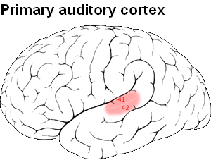 Primary-auditory-cortex-Picture.png