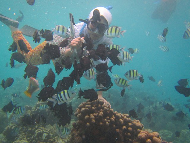 serunya-snorkeling-di-pulau-rubiah.jpg