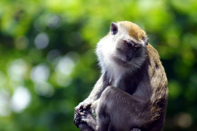 animalphotography monkey.JPG