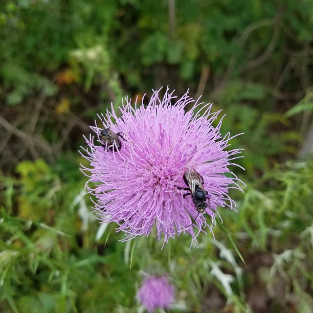 Black bees or wasps on a purple flower
