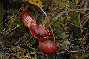 Tropical_Pitcher_plant_Nepethes_lowii_20.jpg