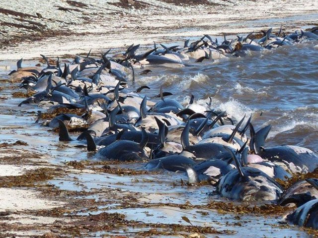 Beached marine animals.jpg