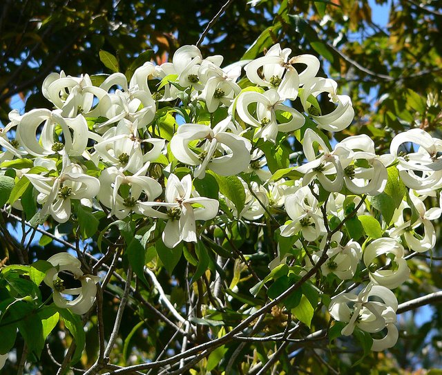 Cornus_florida_ssp_urbiniana_1.jpg