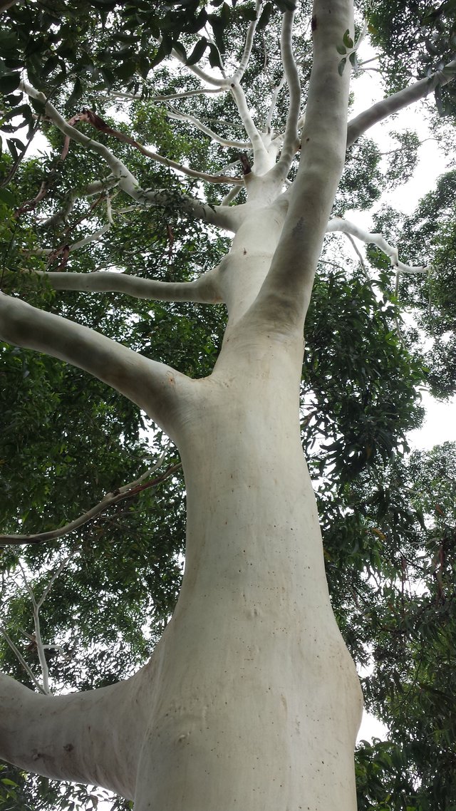 Eucalyptus pilularis.jpg