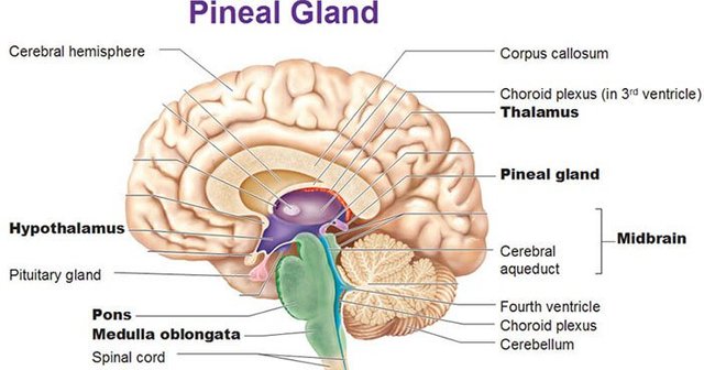 pineal-gland-brain.jpg