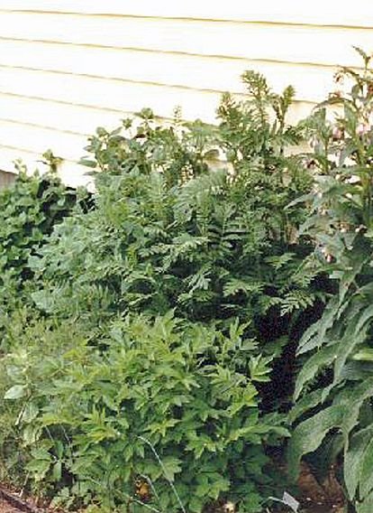South.end.of.west.herb.garden1 tansy crop.June.92.jpg