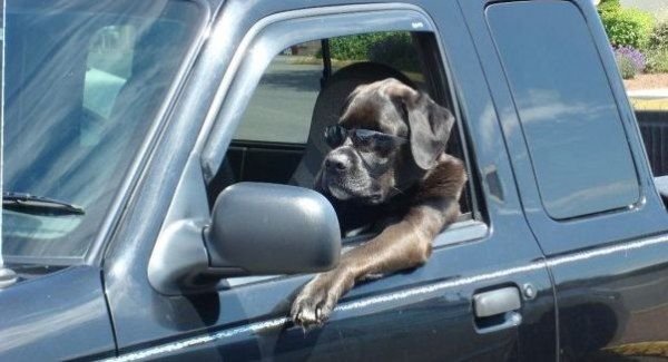 funny-animals-dogs-driving-cars-038.jpg