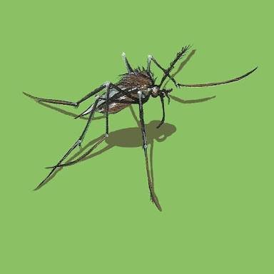 The Baby Mosquito Steemit The Baby Mosquito Steemit