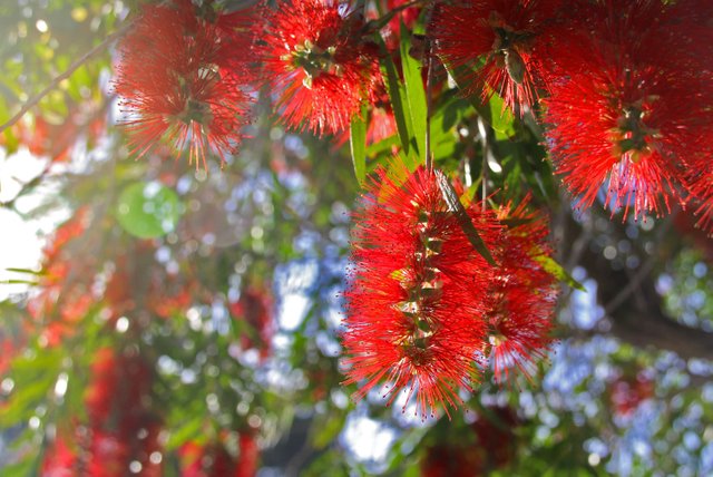 Callistemon citrynus