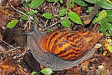 (Achatina_achatina).jpg