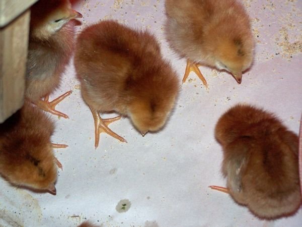 Buckeye chicks1 crop May 2014.jpg