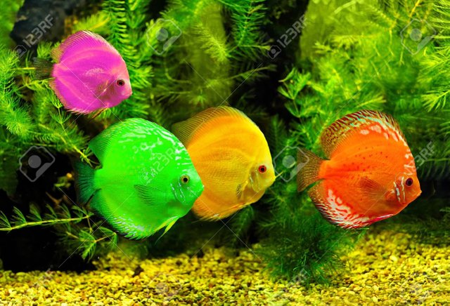 7782433-colorful-fishes-in-the-water.jpg