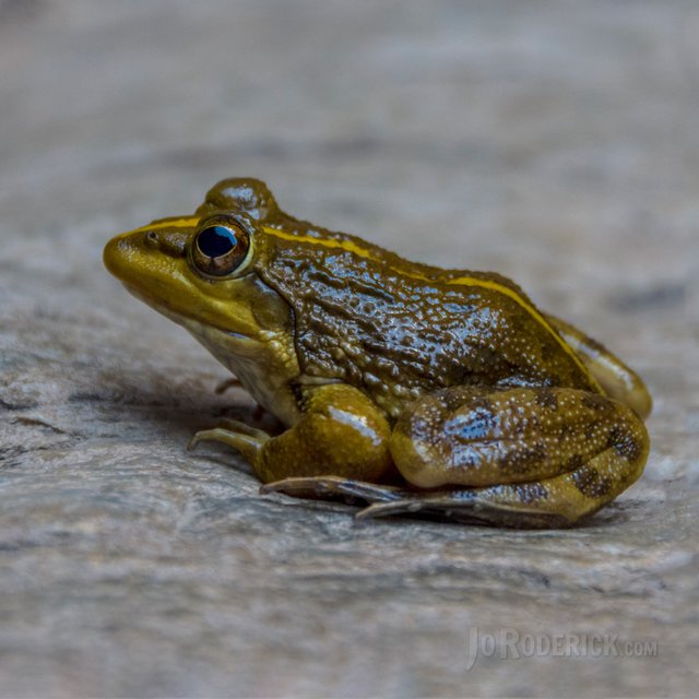 Frog.jpg