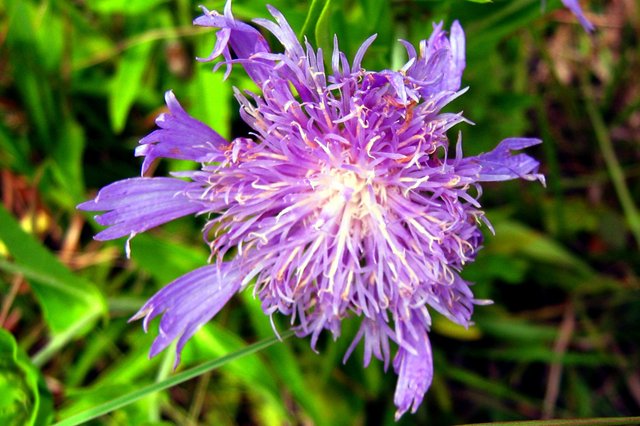 Purple Wildflower 7 8 2017 004.JPG