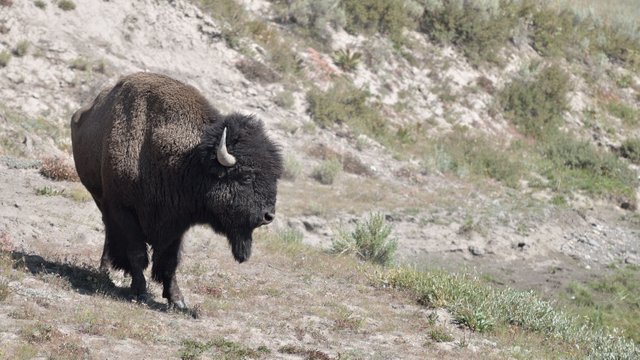 bison-buffalo-side-angle-plain.jpg