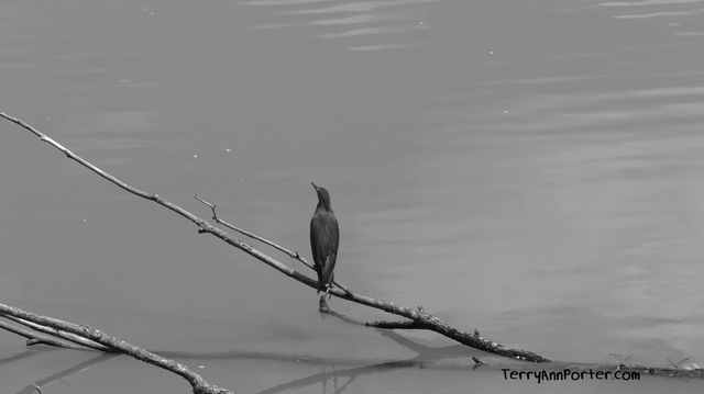 bird-bw.png