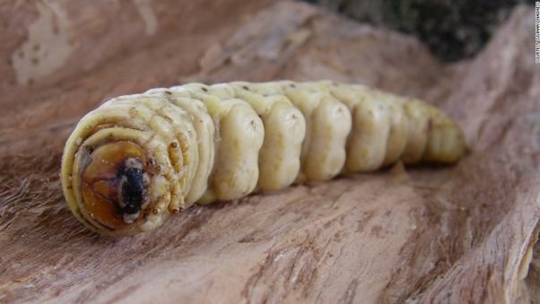 http-%2F%2Fcdn.cnn.com%2Fcnnnext%2Fdam%2Fassets%2F130516170321-witchetty-grub-horizontal-large-gallery.jpg