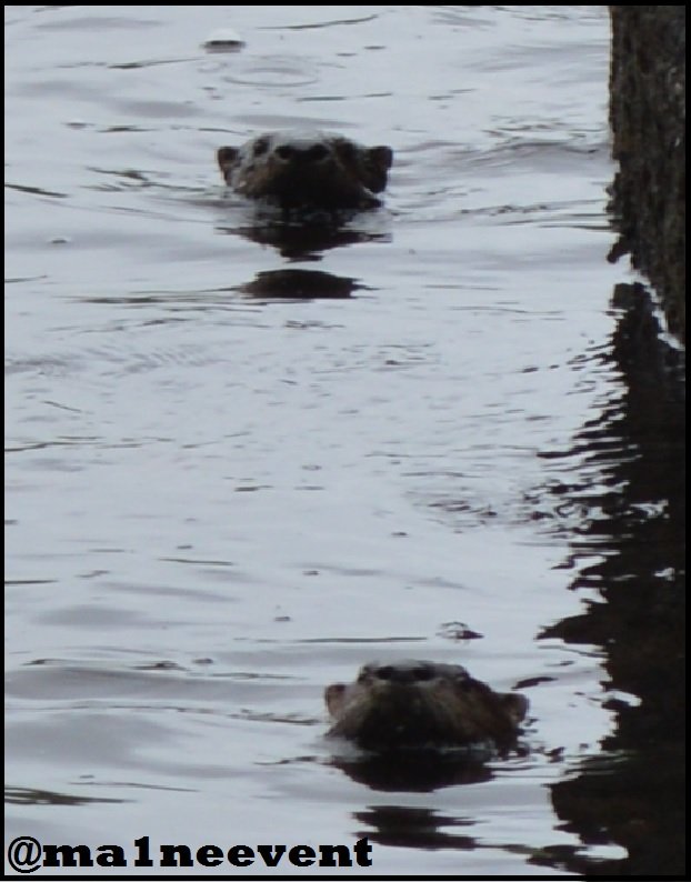 otter2.jpg