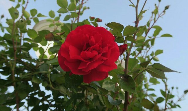 rose-3372185_960_720~2~2.jpg