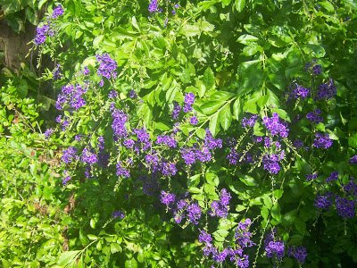 Duranta-repens-Golden-Dew-Drop-Sky-Flower-Pigeon-Berry.jpg