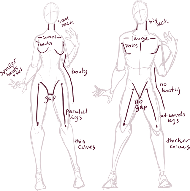 male_vs_female_anatomy_by_xylerz-dalsq63.png