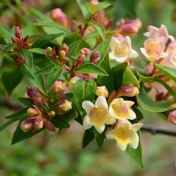 Abelia-x-grandiflora-Sunny-Charm-MINDUO1-82321-1.jpg